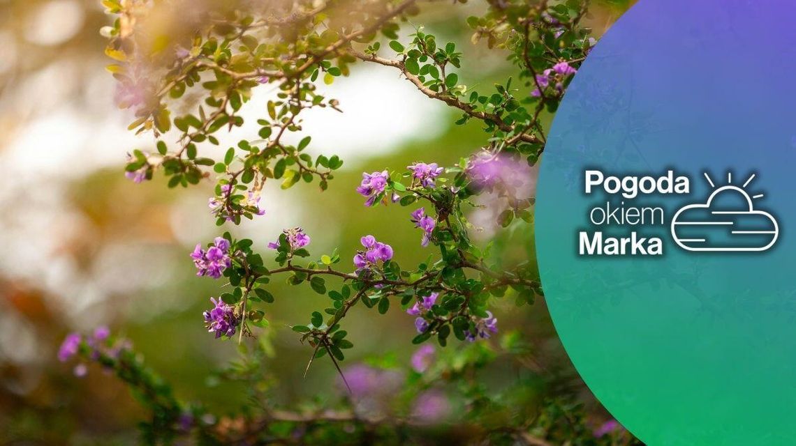 zdjęcie przedstawia fioletowe kwiaty na krzaku