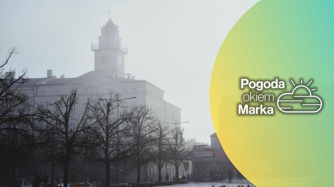 zdjęcie przedstawia drzewa na rynku, w tle ratusz