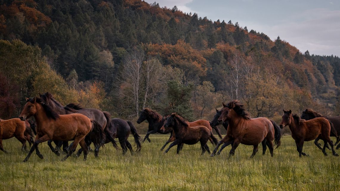 Konie biegnące po łące podczas spędu koni huculskich w Regietowie w 2023 roku