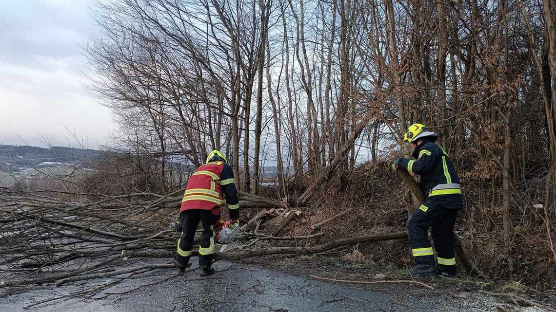 dwóch strażaków tnących drzewo, które spadło na jezdnię