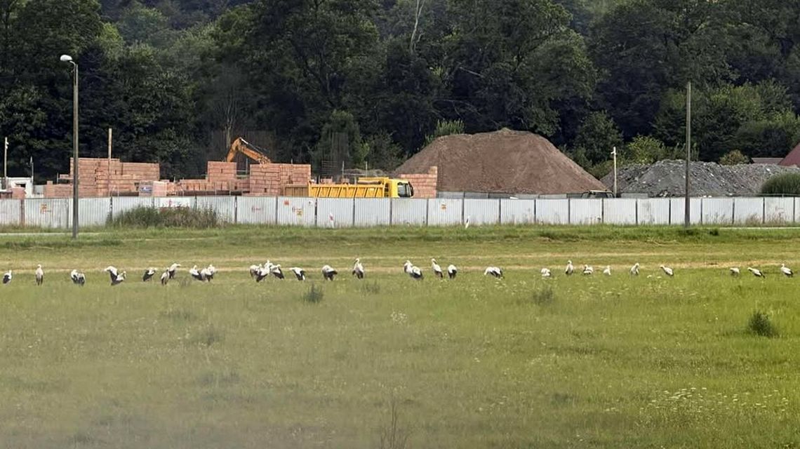 zdjęcie przedstawia stado bocianów siedzące na polu
