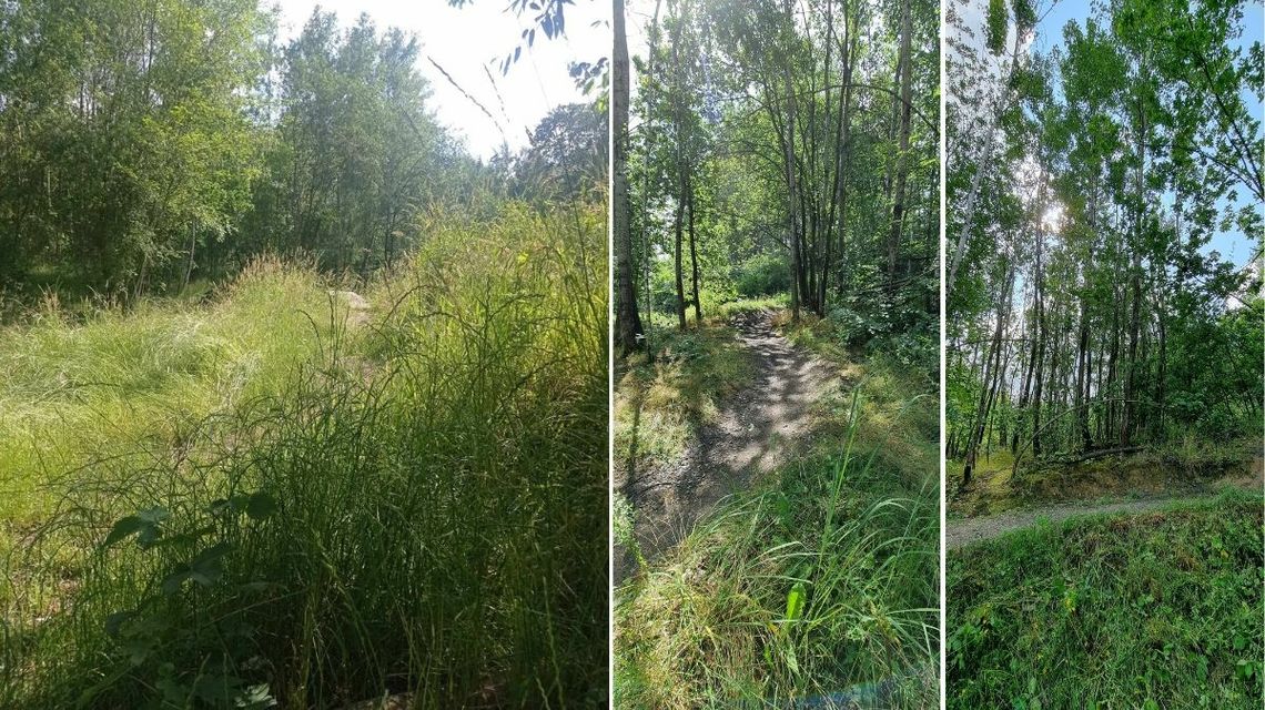 singletrack w gorlicach zarośnięty trawą