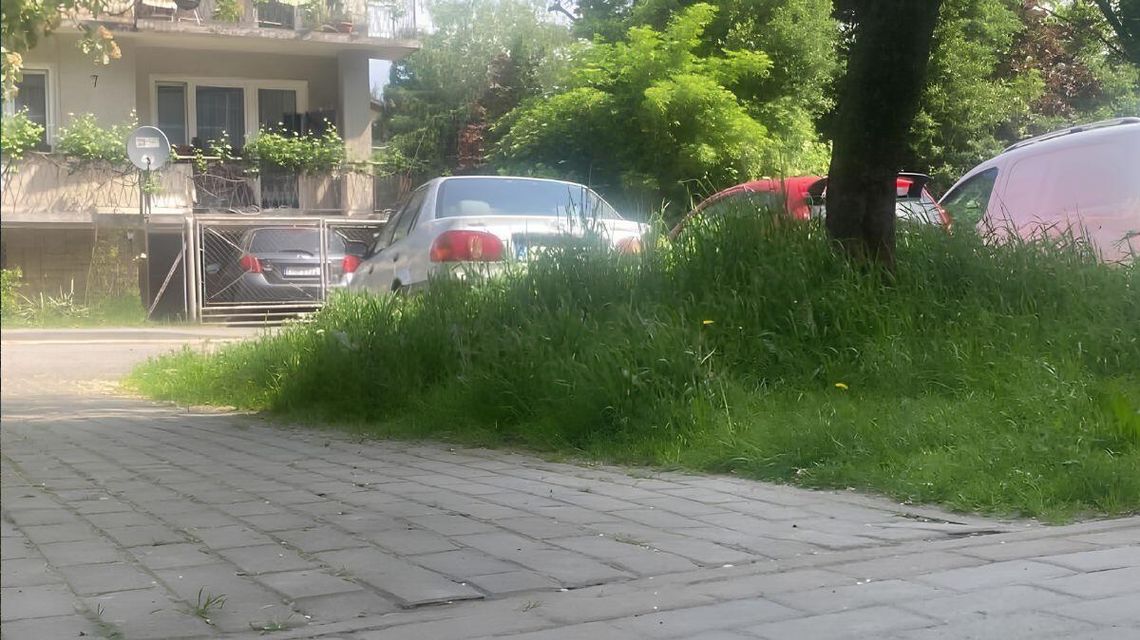 zdjęcie przedstawia trawę na osiedlu w mieście