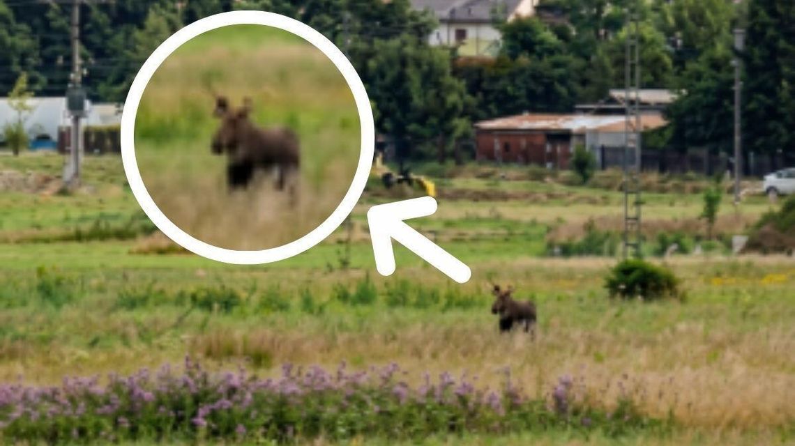 zdjęcie przedstawia zwierzę stojące w trawie