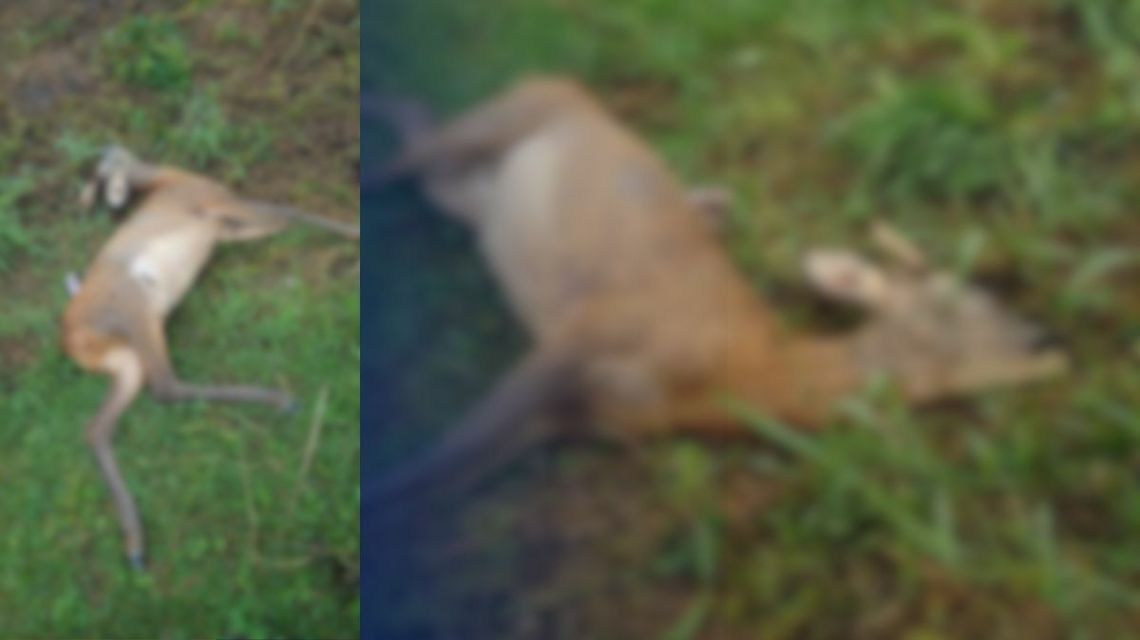 dwa rozmazane zdjęcia ukazujace sylwetkę padłego zwierzęcia leżącego na trawie