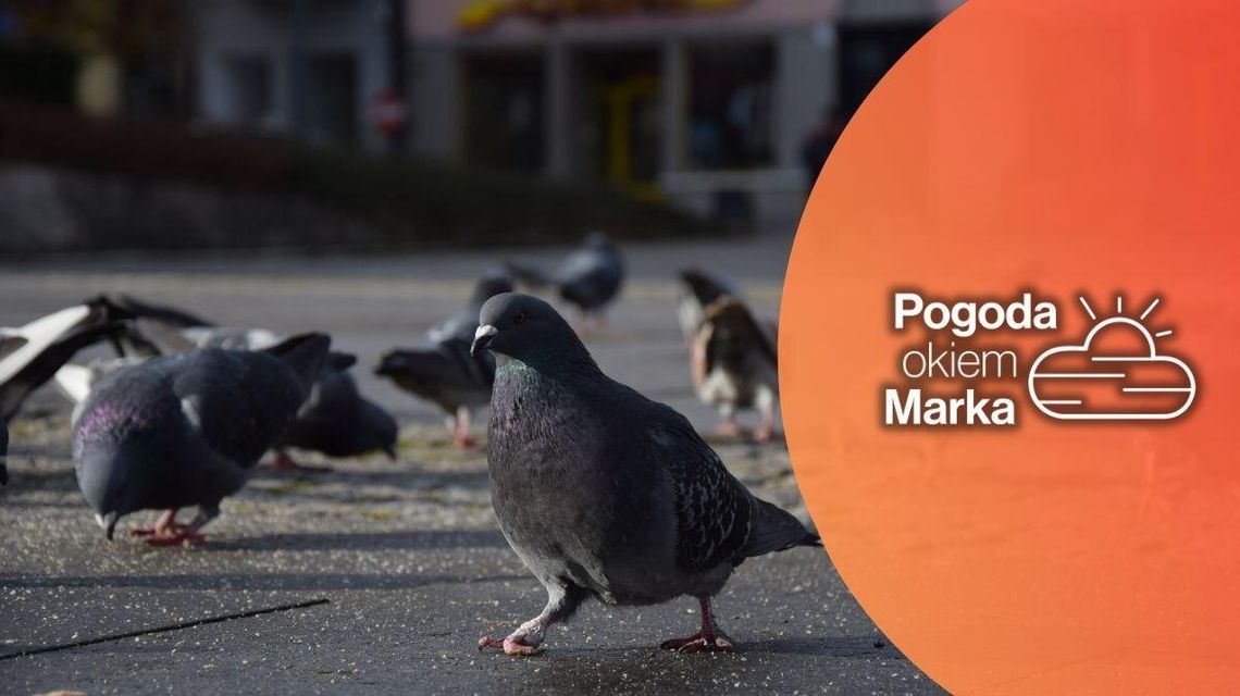 W czwartek już cieplej | Prognoza pogody na dziś - halogorlice.info zdjęcie przedstawia gołębie na rynku