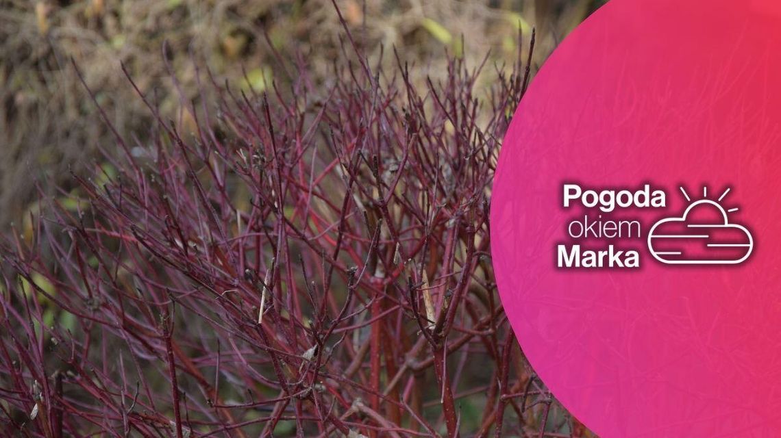 zdjęcie przedstawia kolorowe gałązki krzewu na gorlickim rynku