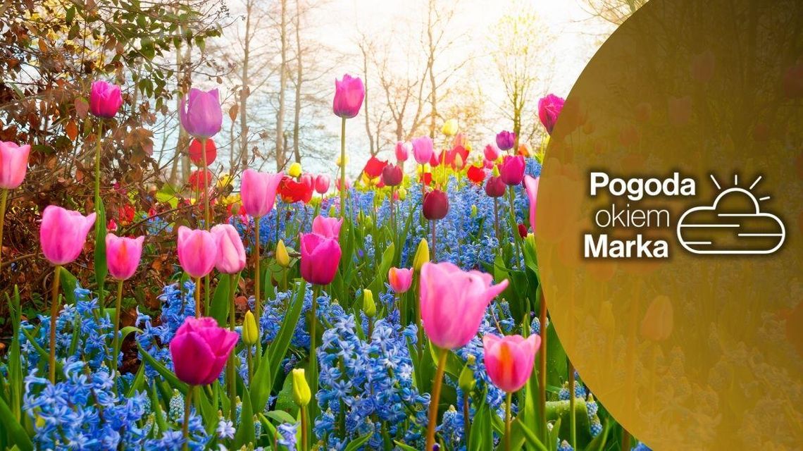 zdjęcie przedstawia tulipany