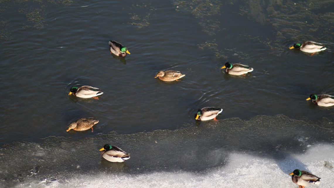 W czwartek powrócą chmury | Prognoza pogody na dziś - halogorlice.info zdjęcie przedstawia kaczki w rzece