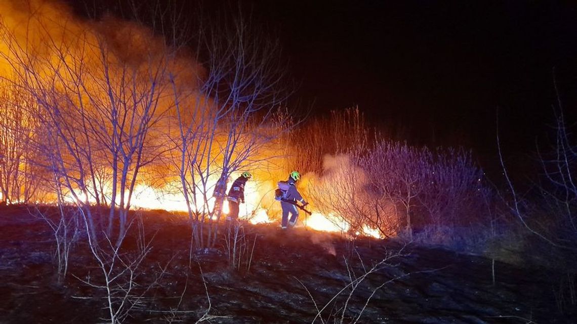 W Gorlickiem spłonęło już 20 hektarów nieużytków. W męczarniach zginął jeleń