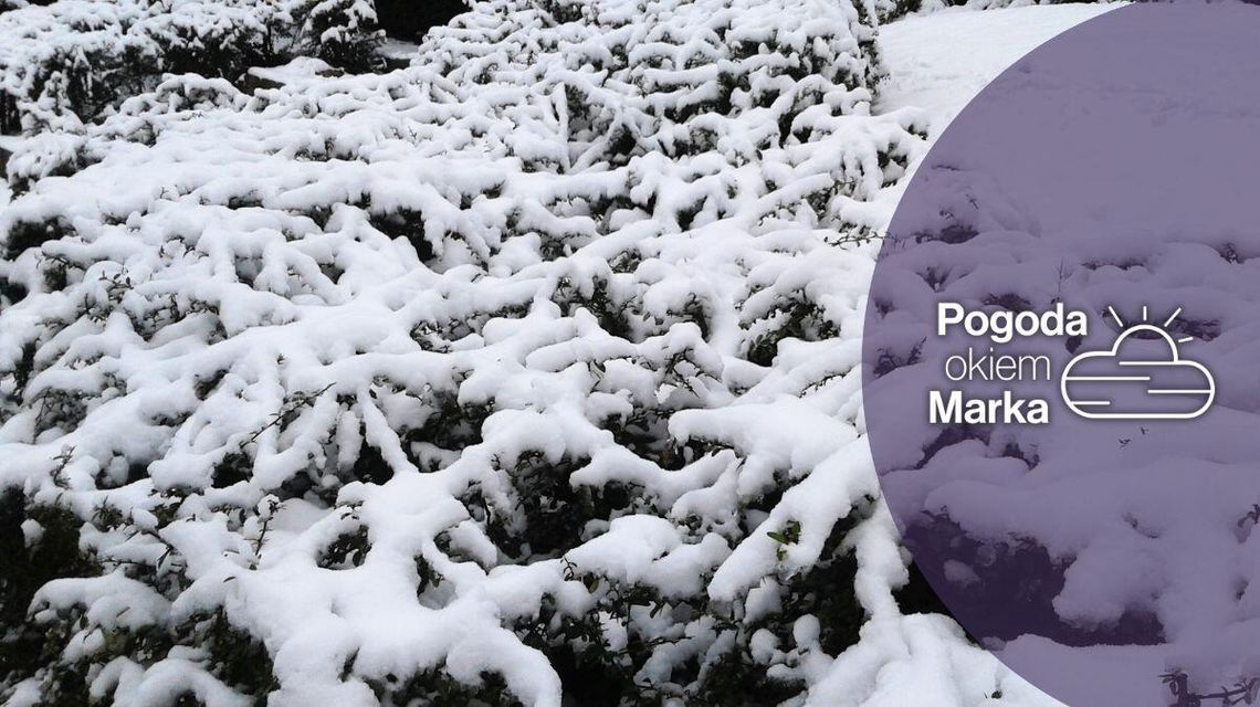 W niedzielę odwilż | Prognoza pogody na dziś - halogorlice.info zdjęcie przedstawia zarośla pokryte śniegiem