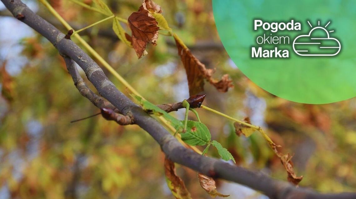 W piątek cieplej, ale nie dla nas | Prognoza pogody na dziś - halogorlice.info zdjęcie przedstawia żółte liście na drzewie