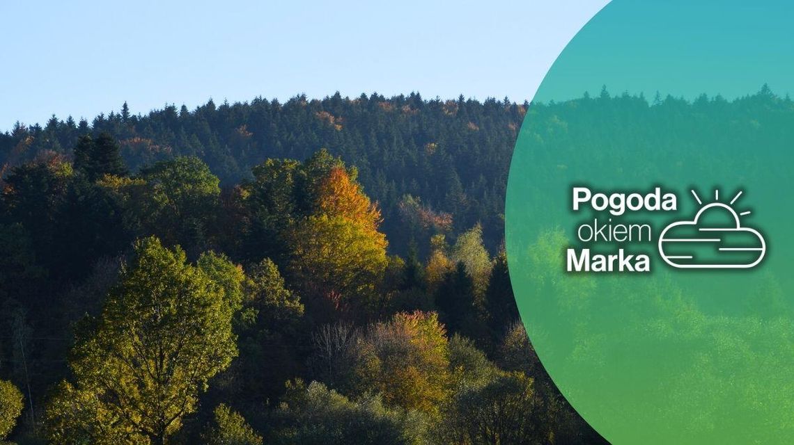 W piątek jeszcze ładnie, a później? | Prognoza pogody na dziś - halogorlice.info zdjęcie przedstawia las