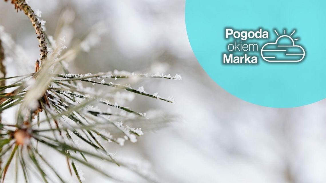 zdjęcie przedstawia ośnieżoną gałązkę