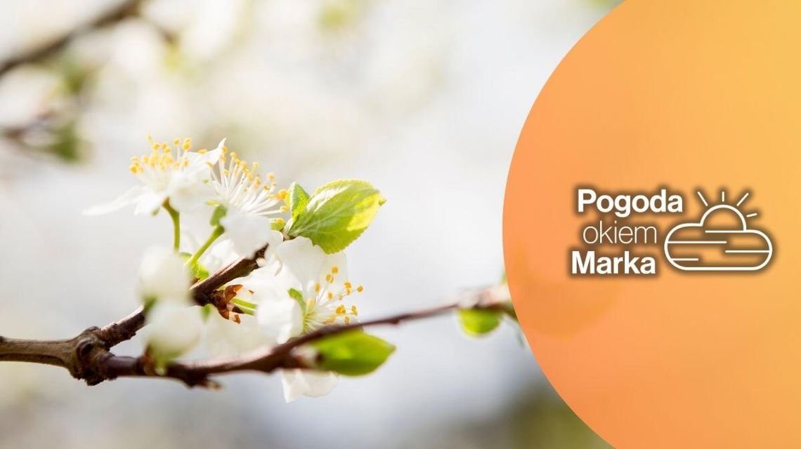 zdjęcie przedstawia gałązkę drzewa z kwiatem