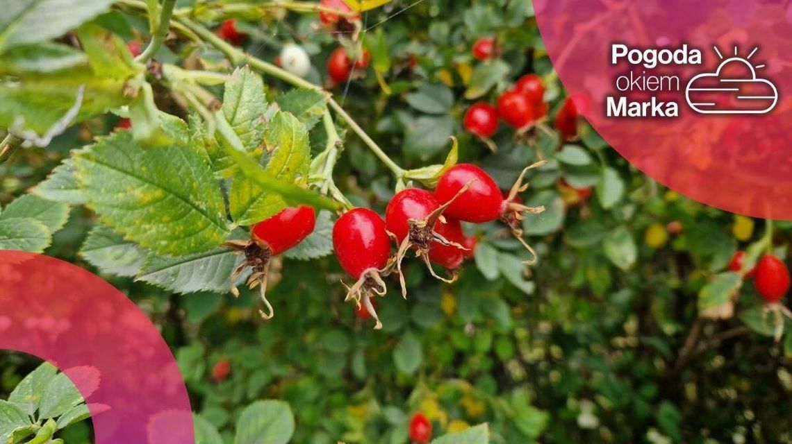 W sobotę znów cieplej | Prognoza pogody na dziś - halogorlice.info czerwone owoce na gałązce