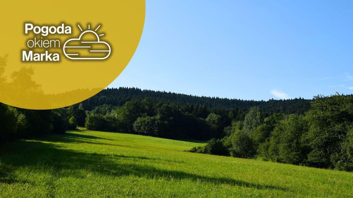 zdjęcie przedstawia polanę z lasem