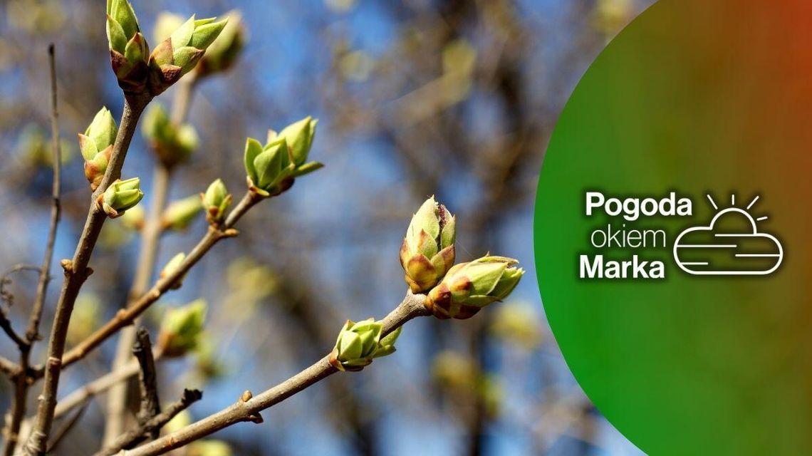 zdjęcie przedstawia pędy na drzewie