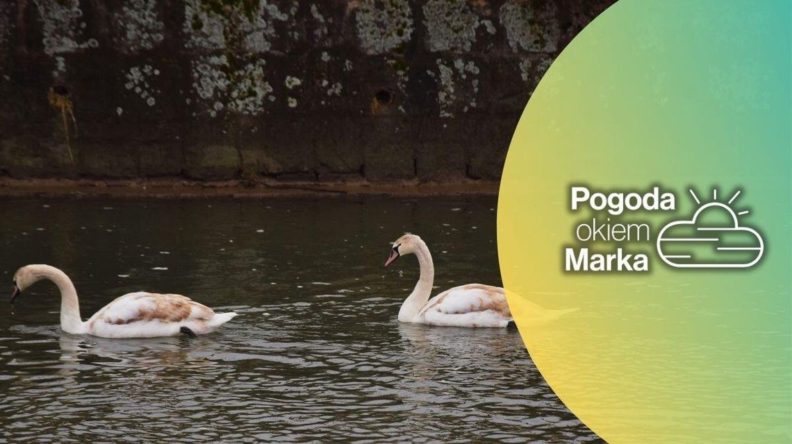 zdjęcie przedstawia łabędzia na wodzie