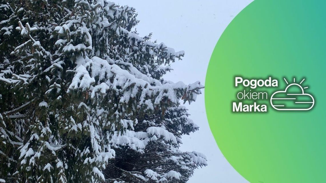 zdjęcie przedstawia ośnieżoną gałąź świerku