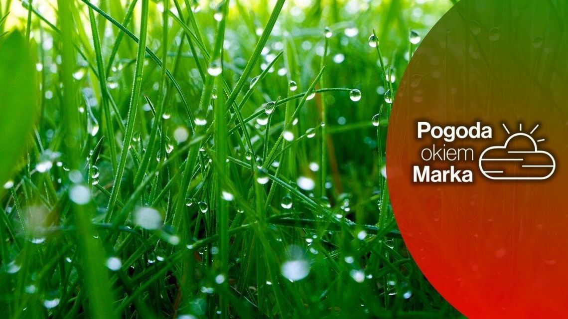 We wtorek zachmurzy się, będzie chłodno | Prognoza pogody na dziś - halogorlice.info zdjęcie przedstawia trawę z rosą