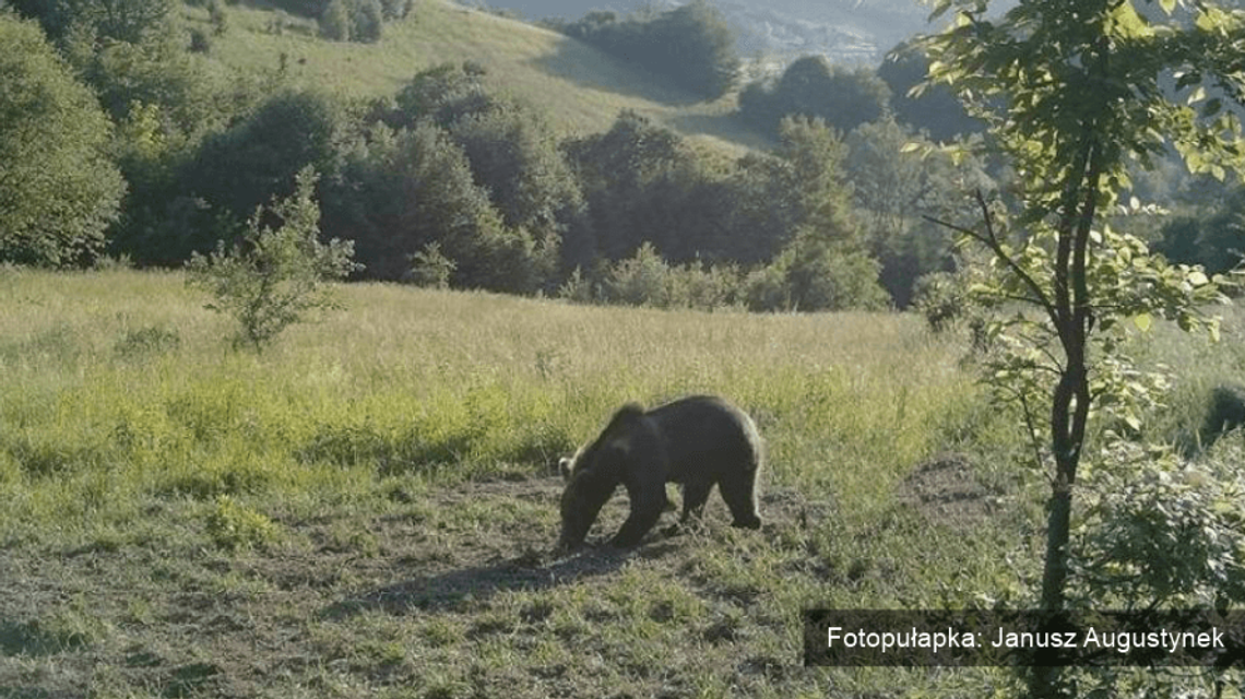 Wędkarz z Uścia Gorlickiego miał dzisiaj bliskie spotkanie z... niedźwiedziem!