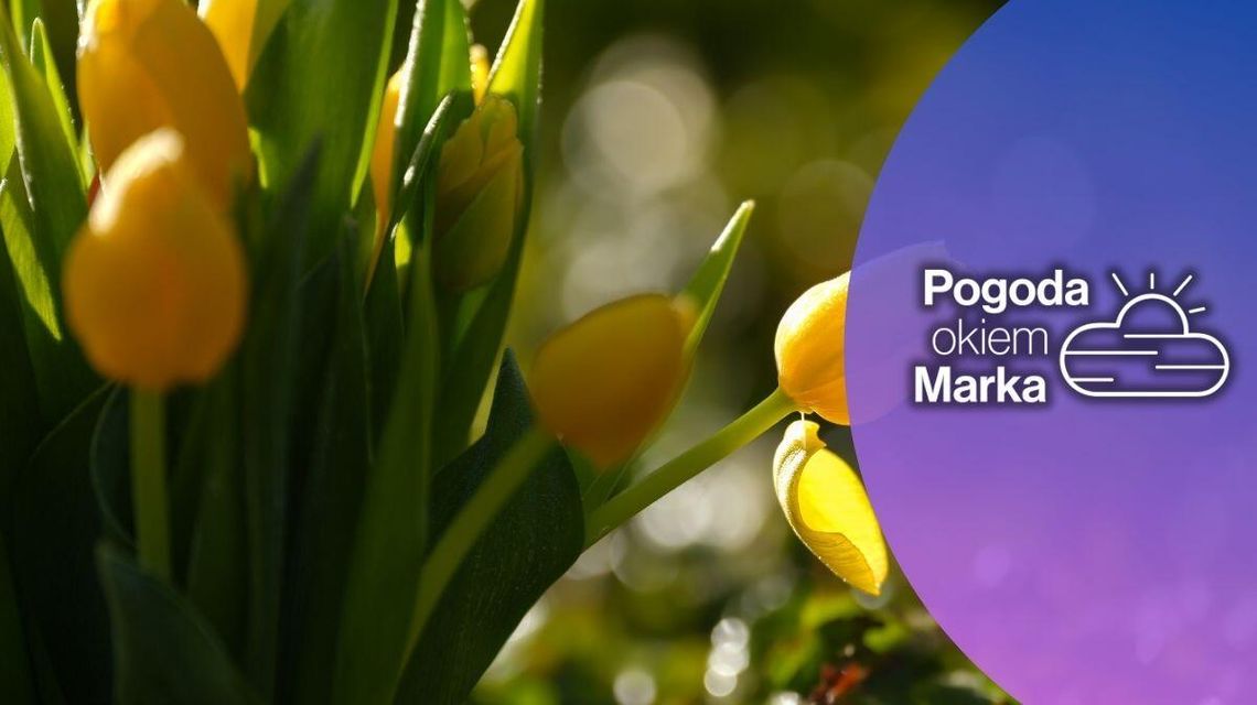 Wielka Sobota ładna do momentu przyjścia frontu | Prognoza pogody na dziś - halogorlice.info zdjęcie przedstawia tulipany