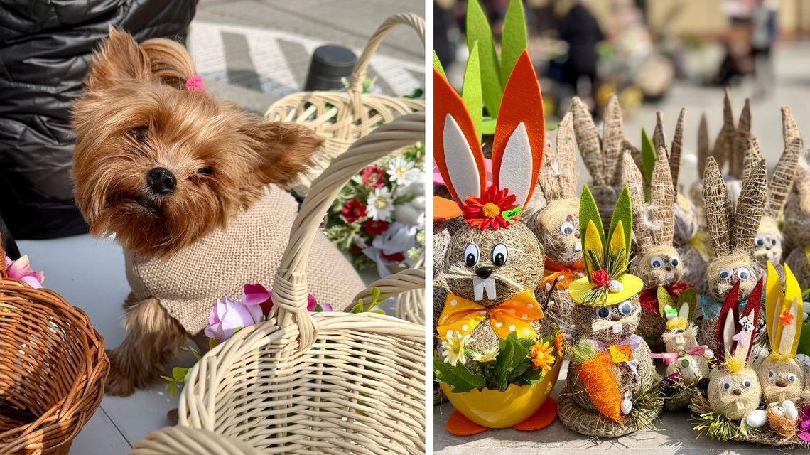 Zdjęcie przedstawia pieska i stroiki wielkanocne