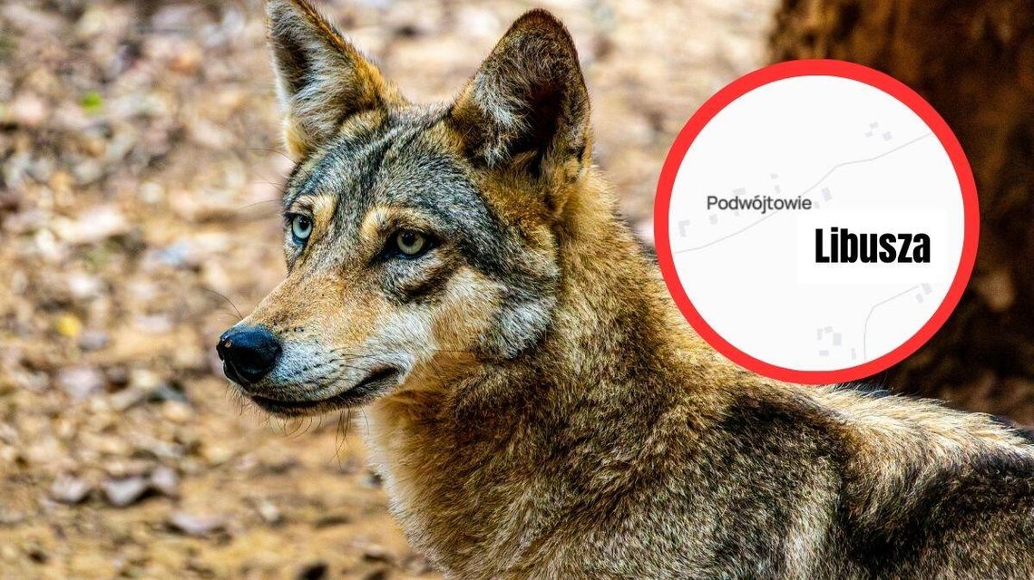 zdjęcie przedstawia wilka