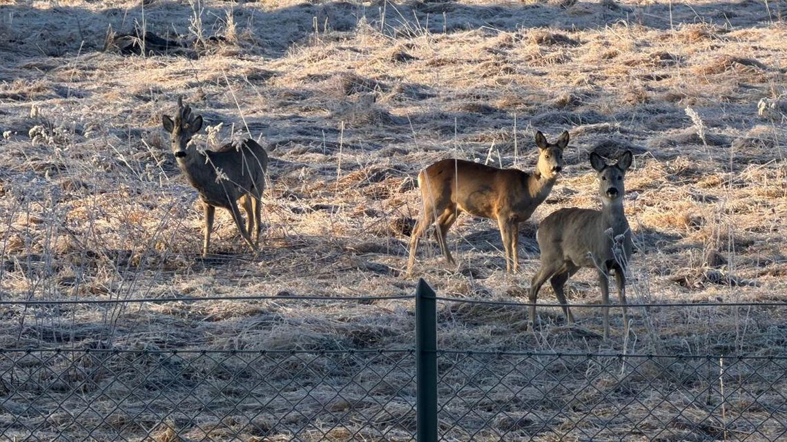 Wiosna w Beskidzie Niskim – czy znasz ją naprawdę? Zdjęcie przedstawia trzy sarny na łące
