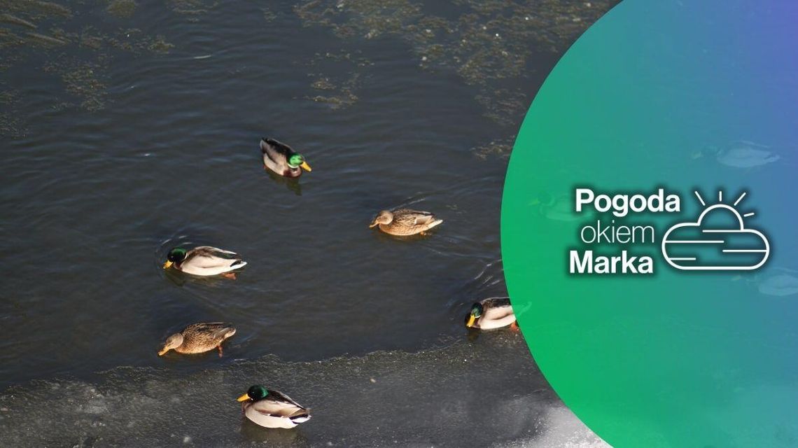 zdjęcie przedstawia kaczki na rzece