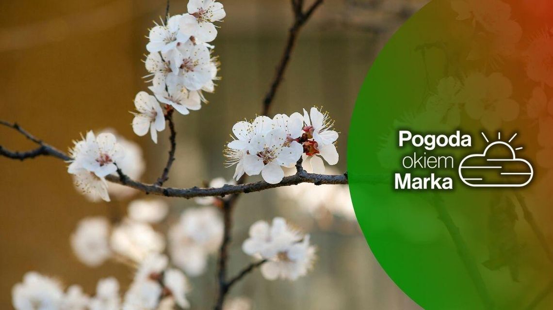 zdjęcie przedstawia kwiaty na drzewie