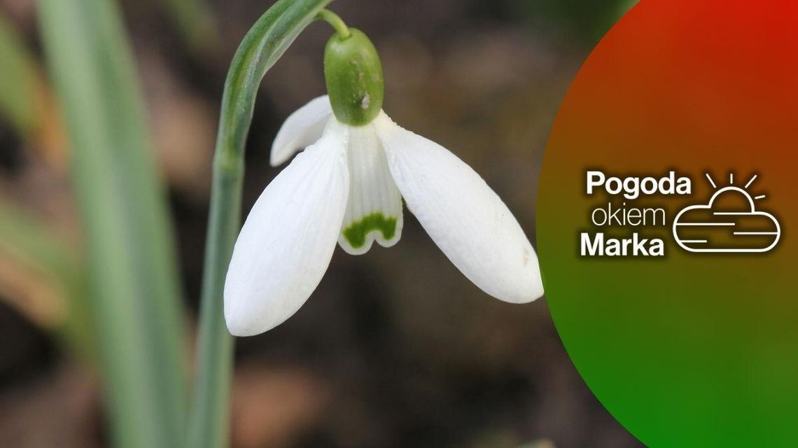 We wtorek pochmurnie ale cieplej | Prognoza pogody na dziś - halogorlice.info zdjęcie przedstawia biały kwiat na łące