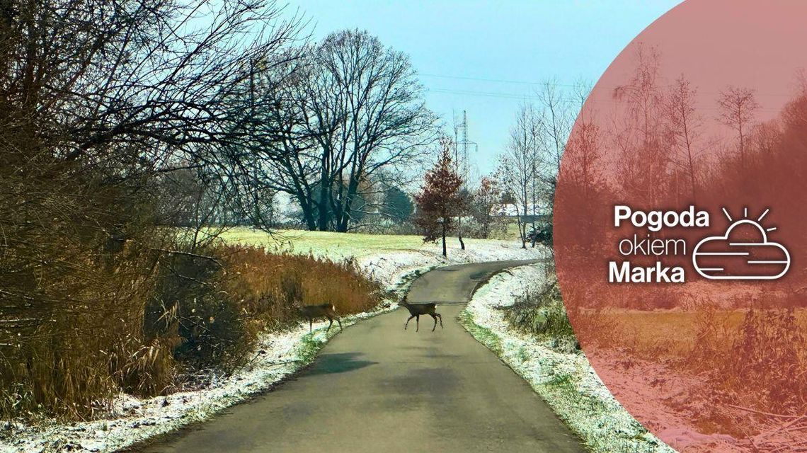 Wtorek z ładniejszą pogodą i wiatrem | Prognoza pogody na dziś - halogorlice.info zdjęcie przedstawia sarnę na drodze