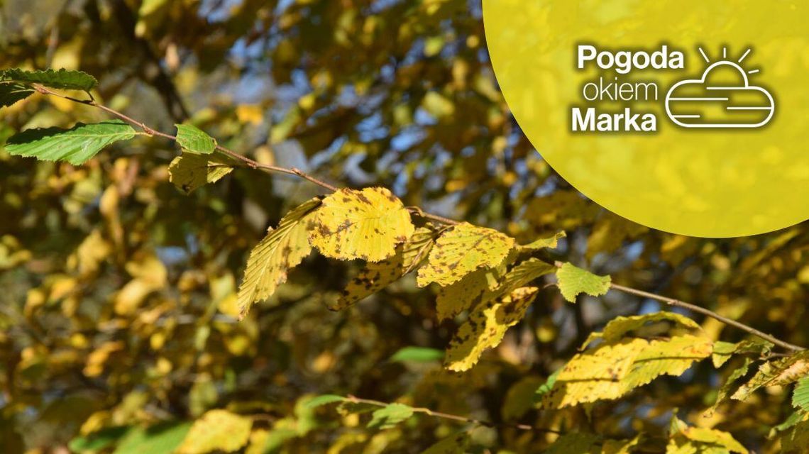 zdjęcie przedstawia żółte liście