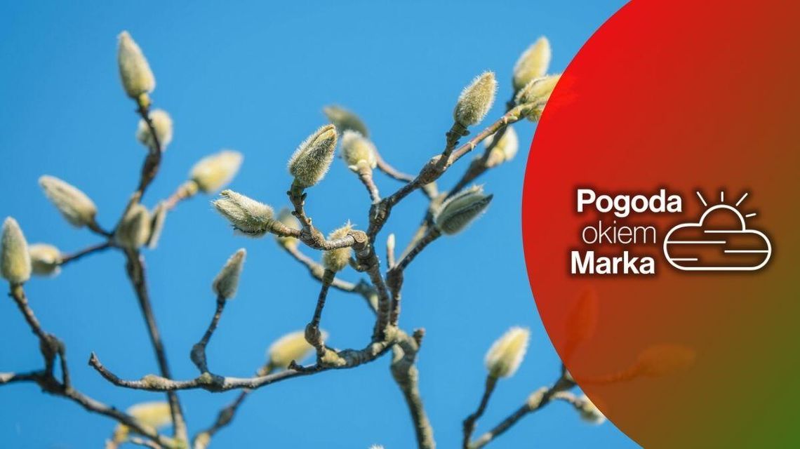 zdjęcie przedstawia pąki na drzewie