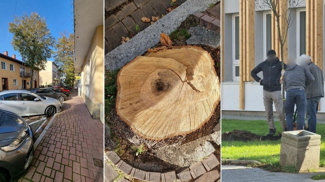 Wycinka drzew i nasadzenia nowych w centrum Gorlic