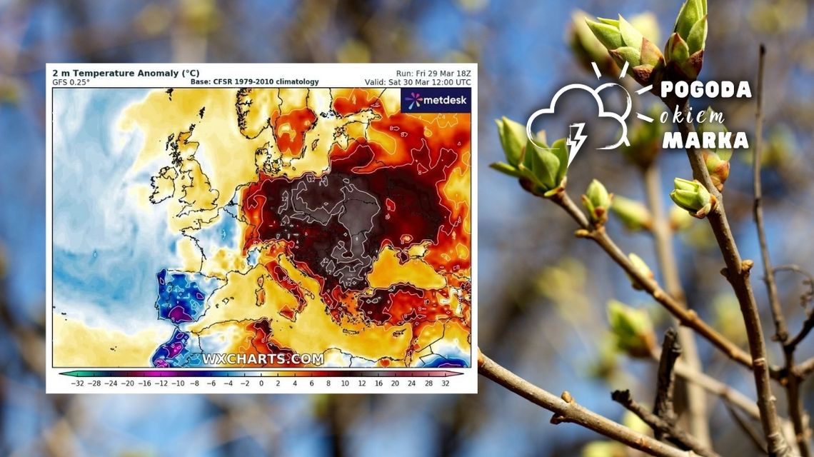 Gałęzie z młodymi pędami obok grafika temperatury pogody w Europie