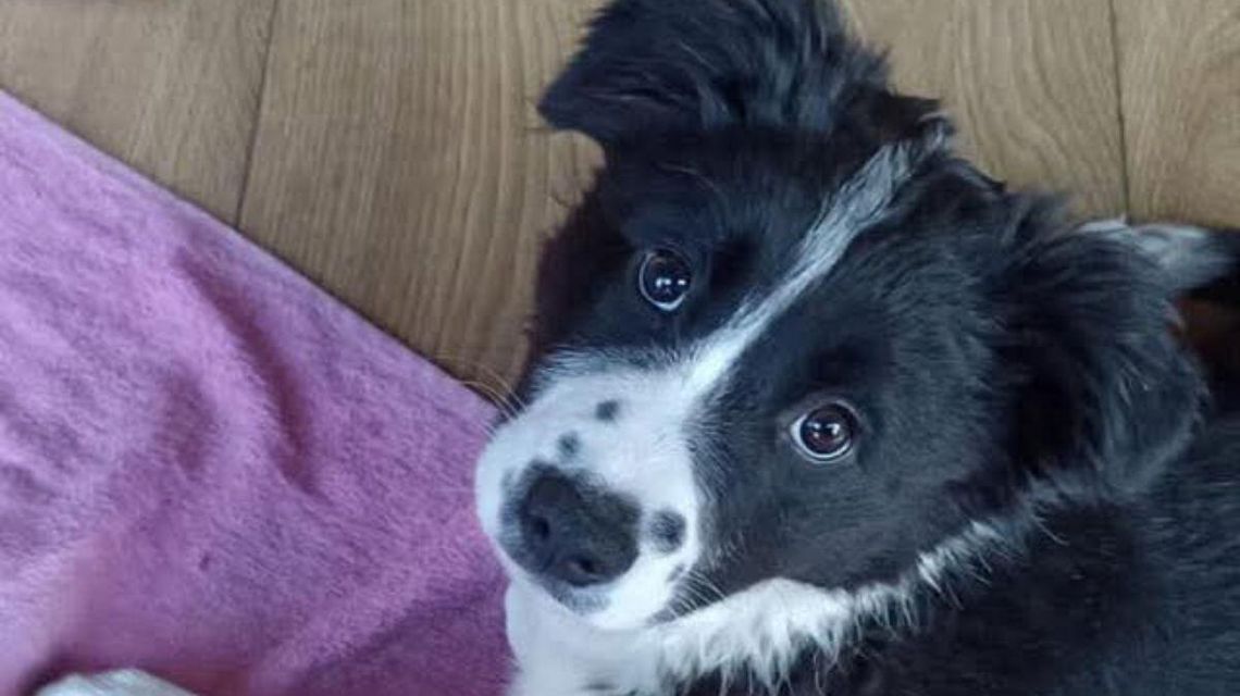 Zdjęcie przedstawia biało-czarnego psa na podłodze