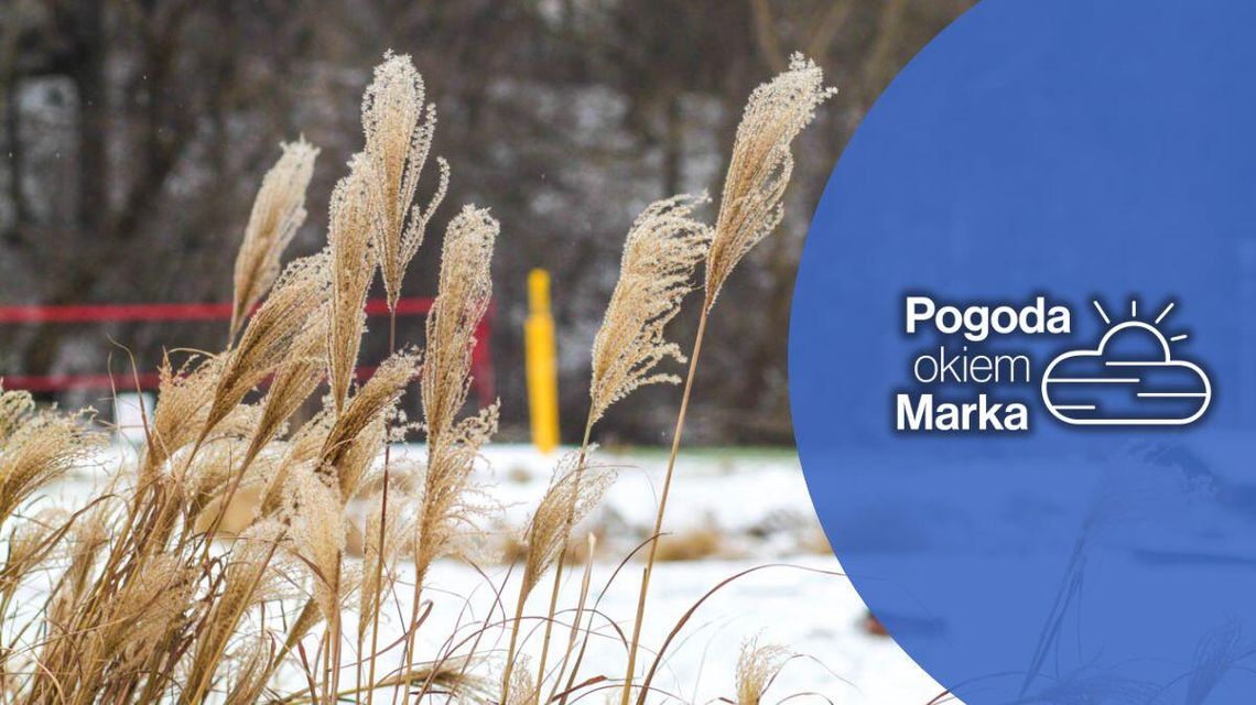 zdjęcie przedstawia trawy w tle śnieg