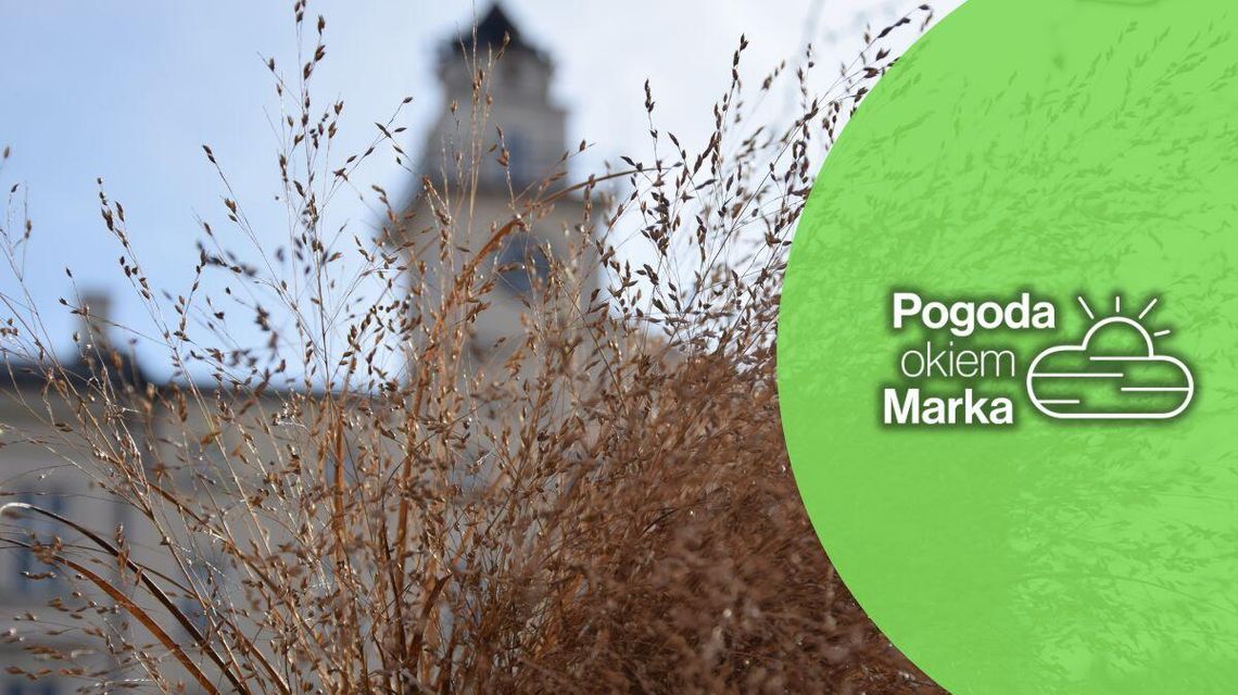 Zapowiada się ładna, grudniowa sobota | Prognoza pogody na dziś - halogorlice.info zdjęcie przedstawia trawę ozdobną przed budyniem ratusza w gorlicach