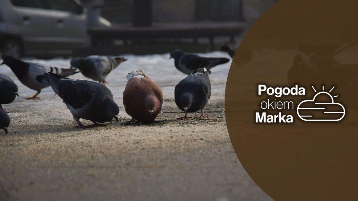 Zimno, zimniej, mroźno | Prognoza pogody na dziś - halogorlice.info zdjęcie przedstawia gołębie dziobiące ziarna