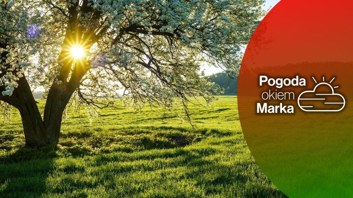 Zmienna pogoda w końcówce tygodnia | Prognoza pogody na dziś - halogorlice.info zdjęcie przedstawia drzewo, słońce przeziera się przez gałęzie