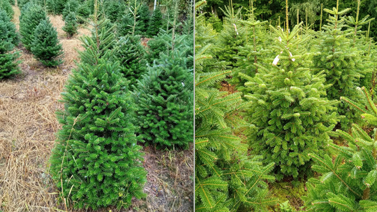 Choinki prosto od producenta z Biecza! Choinki prosto od producenta z Biecza!