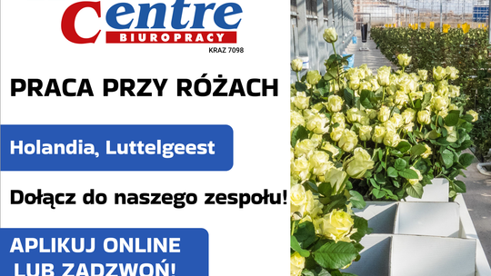Ścinanie i pielęgnacja róż (k/m) Oferta pracy w Holandii