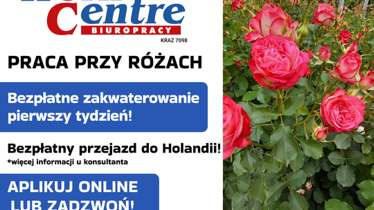 Ścinanie i pielęgnacja róż (k/m) Oferta pracy w Holandii
