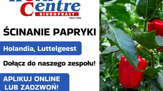 Ścinanie papryki (k/m) Oferta pracy w Holandii