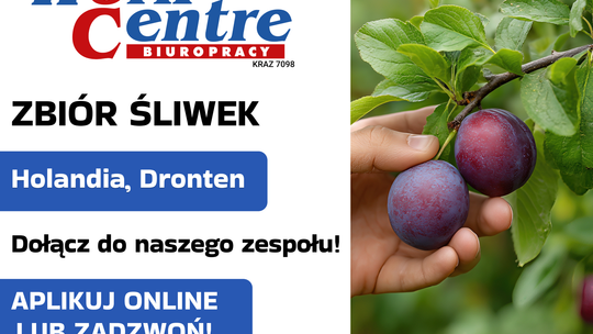 Zbiór śliwek (k/m) Oferta pracy w Holandii