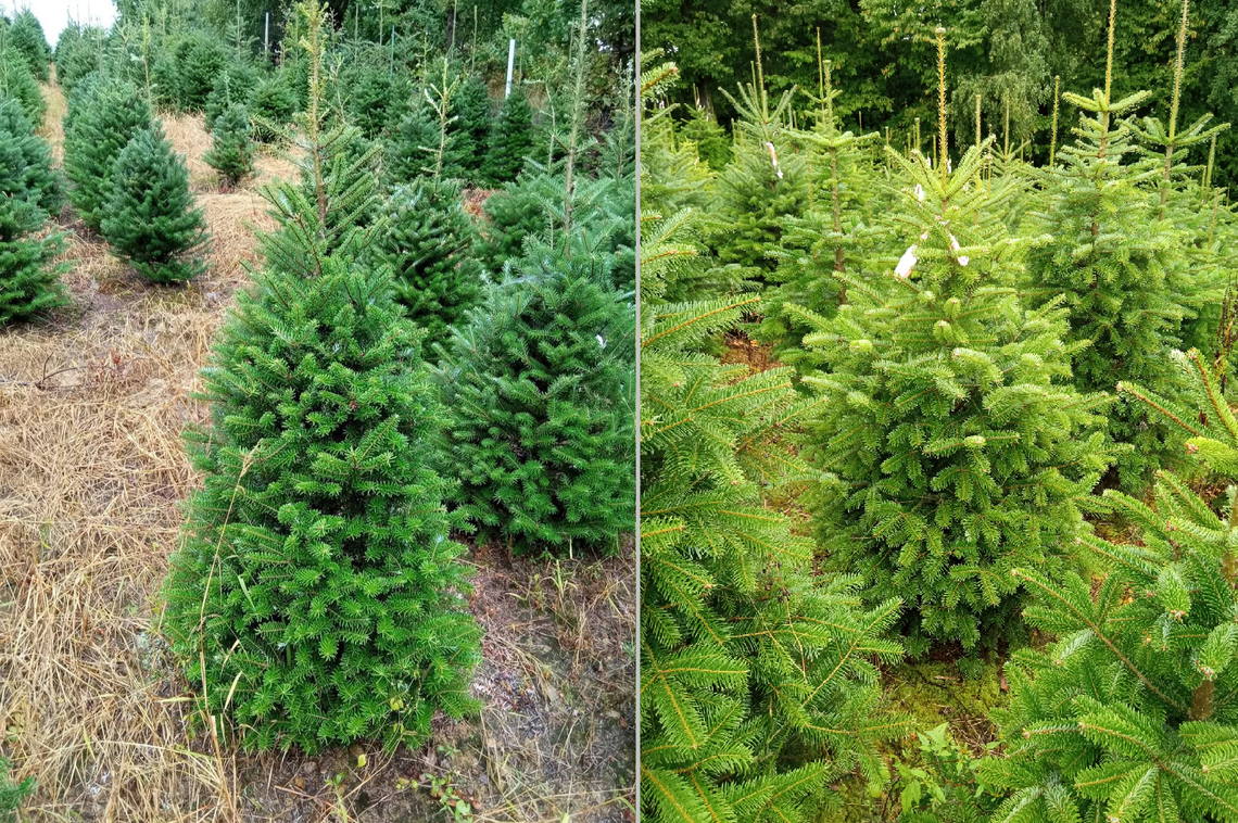 Choinki prosto od producenta z Biecza! Choinki prosto od producenta z Biecza!