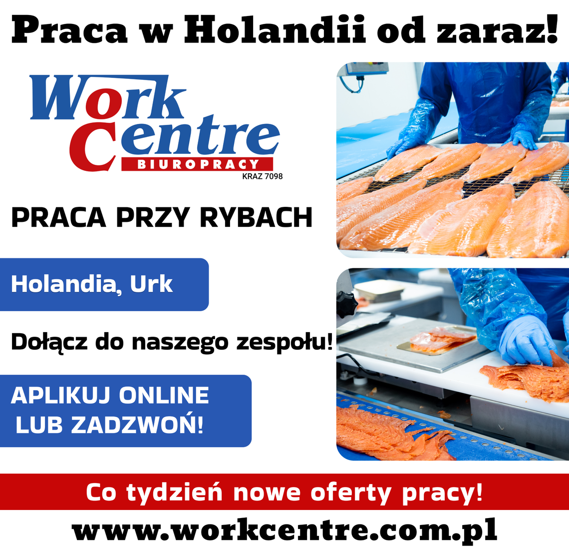 Pakowanie ryb (k/m) Oferta pracy w Holandii